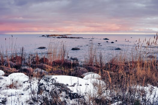 Reeds and sea stones on the seashore in winter