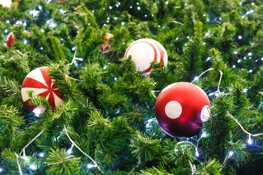 red ball and light bulb were decorated on pine tree on Christmas day in Thailand