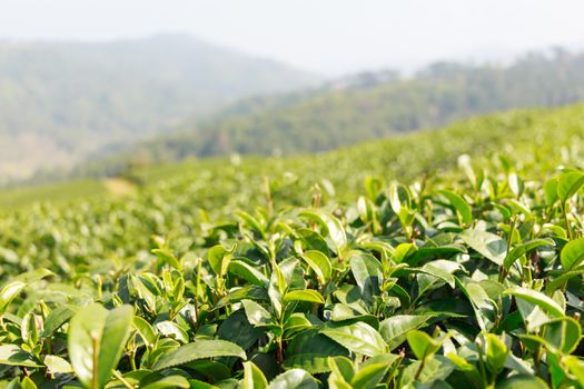 Tea plantation at Doi Mae Salong ,Chiangrai ,Thailand