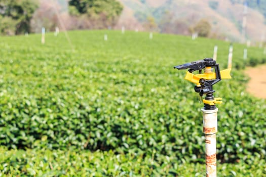 Sprinkler and tea plantation at Doi Mae Salong in Chiangrai ,Thailand