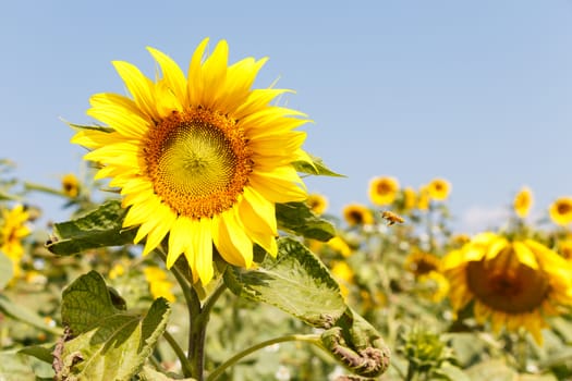 Sunflower and blue sky at Chiangrai ,Thailand