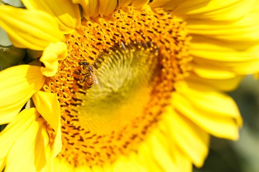 Close up of sunflower and bee at Chiangrai ,Thailand