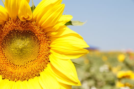 Close up of sunflower with blue sky and bokeh at Chiangrai ,Thailand