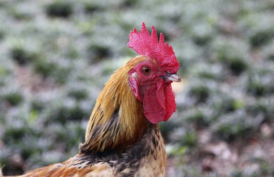 Colorful Rooster