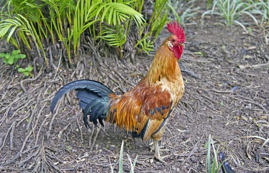 Colorful Rooster