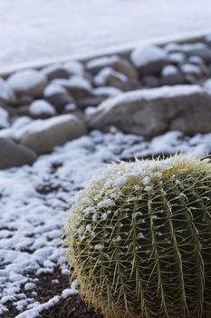 Wintry mix of snow and ice top barrel cactus and its surrounding landscape of rocks.  Location is Tucson, Arizona, iaffected by a rare New Year's Day, 2015, snowfall.  