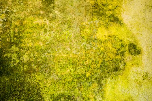 detail of a wall covered with mildew