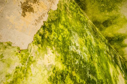 detail of a wall covered with mildew