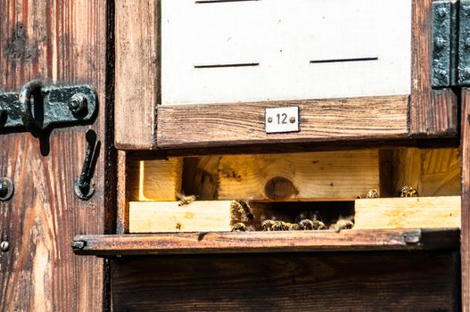 bees flying in and out of a beehive