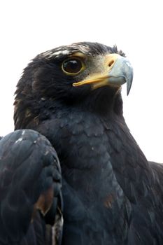 Portrait of a Black eagle or Verreaux's eagle with a hooked large beak