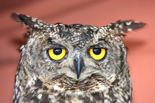 Eagle Owl with large round yellow eyes and beautiful feathers