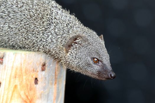 Cute grey mongoose animal on top of a tree stump