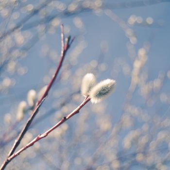 Soft Pastel Floral Pussy Willow Branches Against A Blue Sky