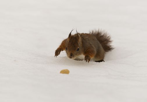 A red squirrel discover a nut in the snow