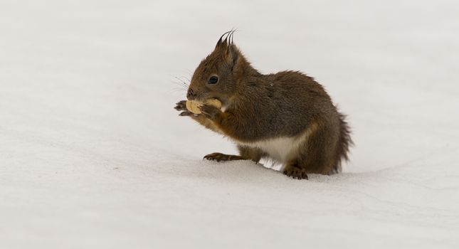 A red squirrel eating a nut in the snow