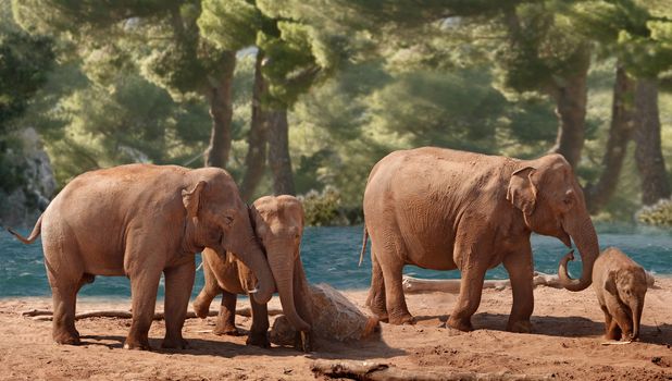 Four Asian Elephants of differing ages wander down by the river.
