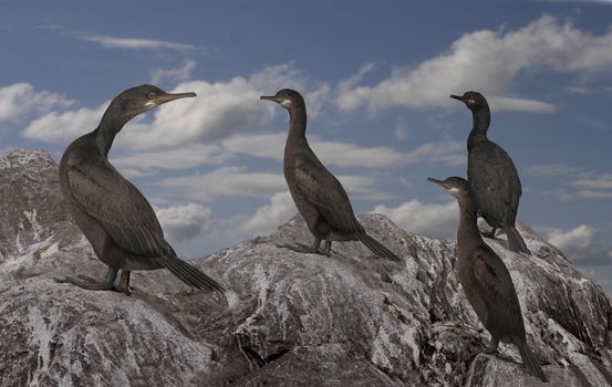 A group of Shags on the island of Bass Rock in the Firth of Forth, Scotland.