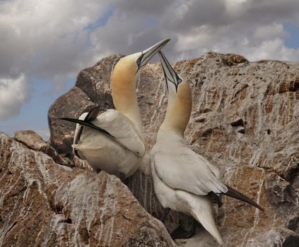 A male and a female Northern Gannet get together on the island of Bass Rock in the Firth of Forth, Scotland.