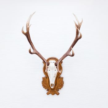 Antlers of a huge stag hanging on white wall. 