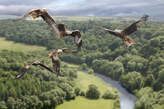 Red Kites circle above the valley looking for their prey.