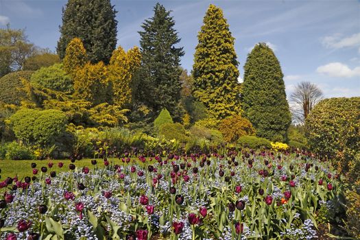Behind the Spring borders are evergreen trees and shrubs that present a colourful display throughout the year at the Dorothy Clive garden in Shropshire, England.