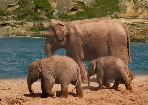 A female Asian Elephant with her two calves by the river.
