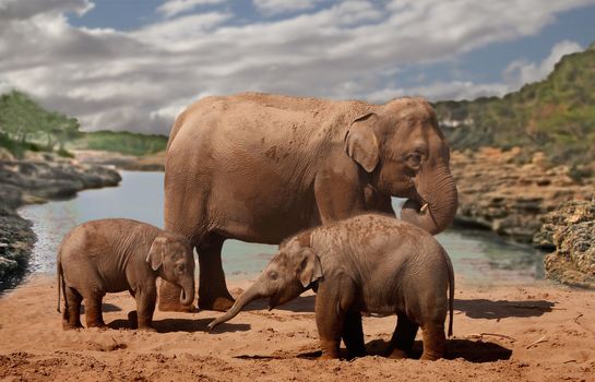A female Asian Elephant with her calves down by the lake.