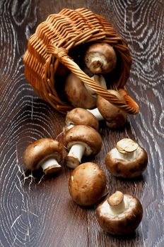 Fresh Raw Portabello Mushrooms Scattered from Wicker Basket closeup on Dark Wooden background