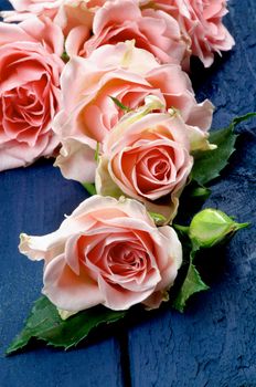 Heap of Beauty Pink Roses with Leafs and Bud In a Row on Dark Blue Wooden background 