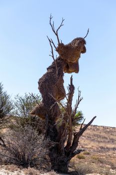 African masked weaver big nest on tree, african landscape, Kgalagadi Transfrontier Park, Botswana, true wildlife