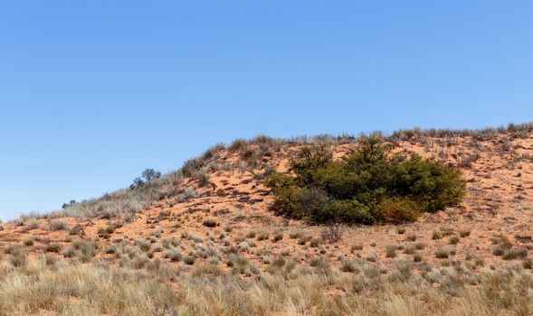 landscape, plains with sand dune in the Kgalagadi Transfrontier Park, Namibia
