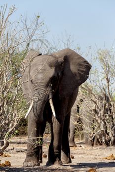 Portrait of African Elephant in Chobe National Park, Botswana. True wildlife photography