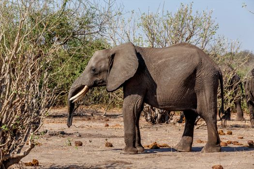Portrait of African Elephant in Chobe National Park, Botswana. True wildlife photography