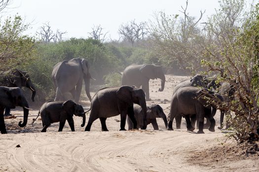 Portrait of African Elephant in Chobe National Park, Botswana. True wildlife photography
