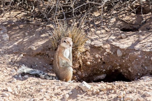 South African ground squirrel Xerus inauris,with tail, Kalahari, South Africa 