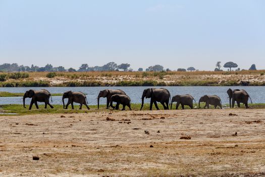 Portrait of African Elephant in Chobe National Park, Botswana. True wildlife photography