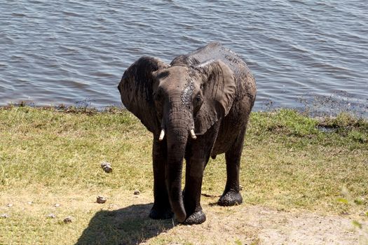Portrait of African Elephant in Chobe National Park, Botswana. True wildlife photography