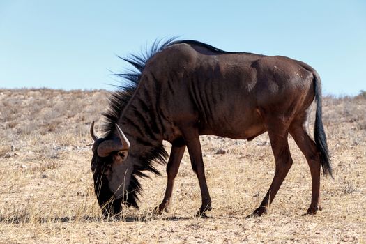 wild Wildebeest Gnu grazing, Kgalagadi, South Africa, true wildlife
