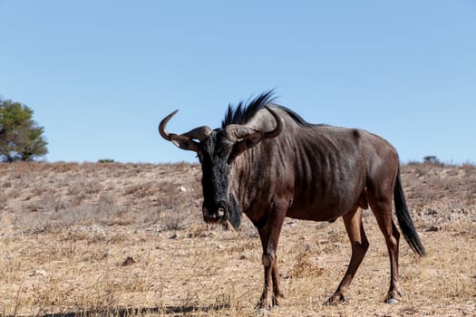 wild Wildebeest Gnu, Kgalagadi, South Africa, true wildlife