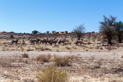 Gemsbok, Oryx gazella, Kgalagadi Transfrontier Park, Namibia, true wildlife