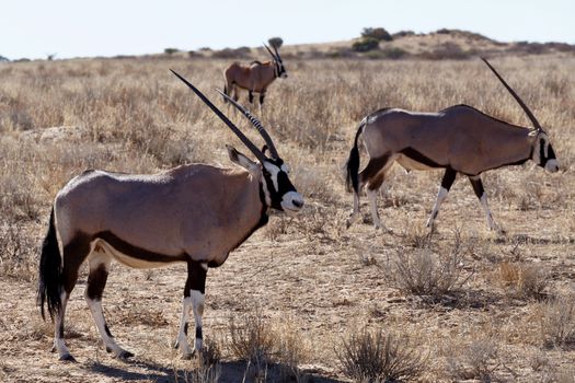 Gemsbok, Oryx gazella, Kgalagadi Transfrontier Park, Namibia, true wildlife