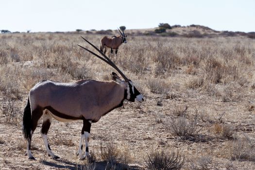 Gemsbok, Oryx gazella, Kgalagadi Transfrontier Park, Namibia, true wildlife
