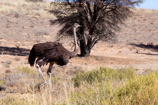 Ostrich, Struthio camelus in Kgalagadi, South Africa, true wildlife photography