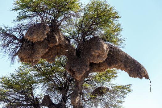 African sociable weaver big nest on tree, african landscape, Kgalagadi Transfrontier Park, Botswana, true wildlife