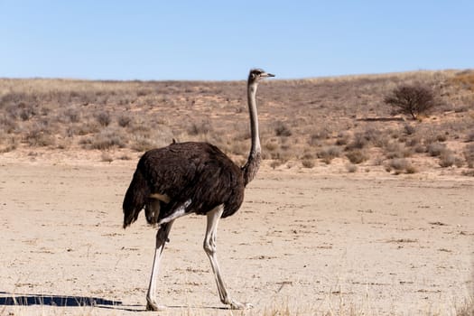 Ostrich, Struthio camelus in Kgalagadi, South Africa, true wildlife photography