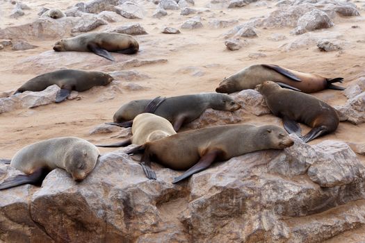huge colony of Brown fur seal, Arctocephalus pusillus, in Cape Cross, Namibia, wide angle view, true wildlife photography