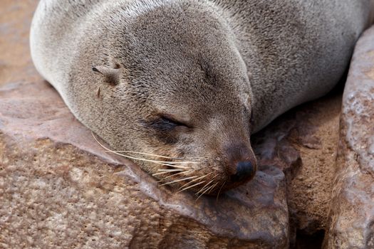 Portrait of Brown fur seal, Arctocephalus pusillus, in Cape Cross, Namibia, wide angle view, true wildlife photography