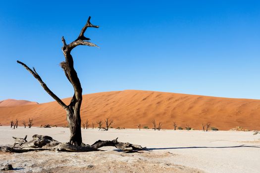 Sossusvlei beautiful sunrise landscape of hidden death valley in Namibian desert with blue sky, best place in Namibia