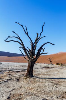 Sossusvlei beautiful sunrise landscape of hidden death valley in Namibian desert with blue sky, best place in Namibia