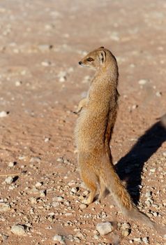 standing Yellow mongoose (Cynictus penicillata), Kalahari desert, South Africa 